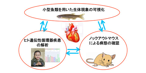 イメージ画像